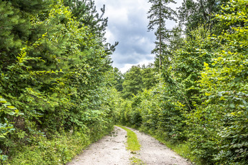 Fototapeta na wymiar Path through green forest in spring, landscape