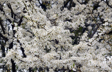 Cherry tree in blossom with bokeh.