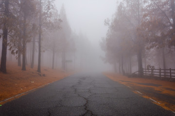 Road thru pine forest in fog