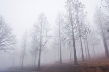 Fototapeta na wymiar Pine forest in fog