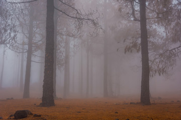 Obraz premium Pine forest in fog