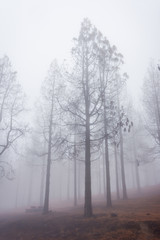 Obraz na płótnie Canvas Pine forest in fog