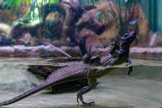 soa soa water lizard from philippines