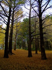 fallen leaves forest