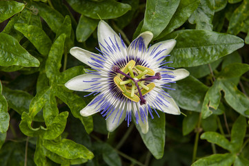 Fleur de passiflore (ou fleur de la passsion).
