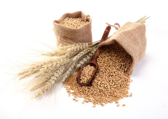 Wheat in sackcloth bags on the white background.