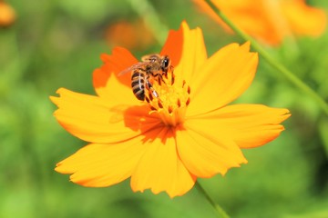 A bee in a beautiful yelow flower
