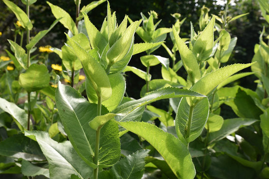 Verbesina Virginica Au Printemps Au Jardin