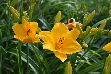 Hémérocalle jaune au printemps
