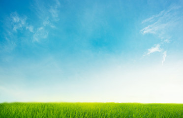 Fototapeta na wymiar clear blue sky with green grass for background design