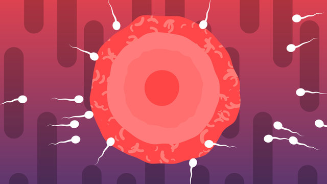 Cartoon of Spermatozoids Surrounding Ovum