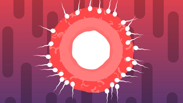Picture of Spermatozoids Surrounding Ovum