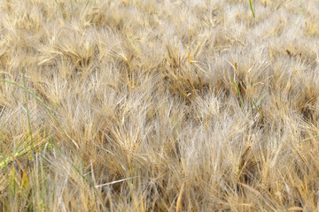 field of ripe barley