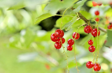 ripe red currants in the branch and leaf 