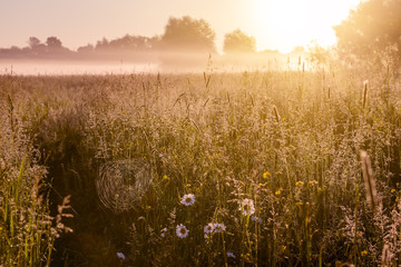 Obraz na płótnie Canvas Early morning in the meadow, spider webs and chamomile flowers in the dew, the mist spreads over the field. 