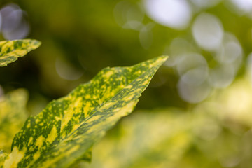 Leaf turning for Fall Season