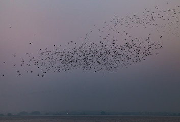 The flight of pigeons in the sky above the sky.