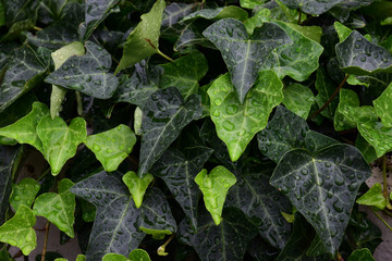 close up hedera helix or bindwood or lovestone, green ivy background with water droplets