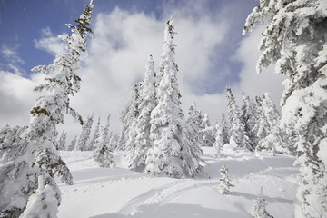 Fototapeta na wymiar Snow Trees