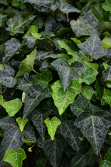 ivy leaves covered with water drops, green ivy background with water droplets