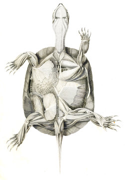 Illustration of animal