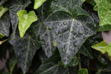 Obraz premium macro shot view of green leaves of a bindwood, green ivy background with water droplets