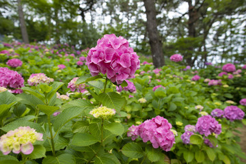 Fototapeta premium 紫陽花