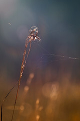 Spider web on dry grass. Macro.