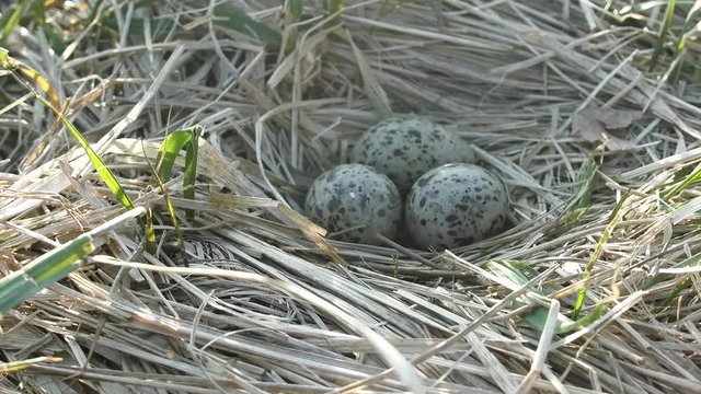 Nest of black-headed gulls with typical clutch of eggs. Three speckled eggs are in nest made of dry grass, weave a nest. Reproduction of birds, nestling bird
