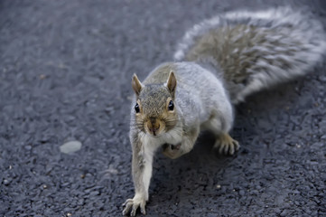 squirrel close-up on the asphalt in central Boston Park.
