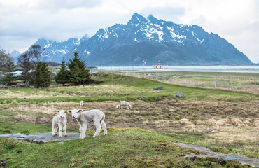 Obraz premium Sheeps on Lofoten
