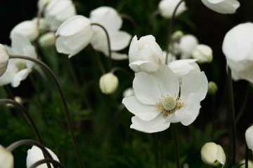 White anemones in garden