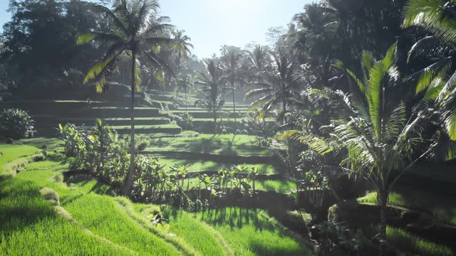 Tegalalang rice terrace frome drone, Bali, Indonesia