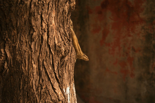 Ardilla en el &aacute;rbol, India