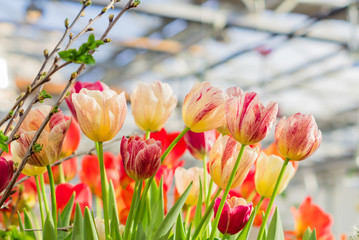 field of blooming multicolored tulips, spring flowers in the garden