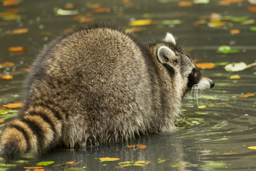 A raccoon plays outside on the water © sandradombrovsky