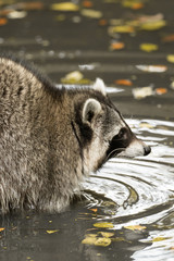 A raccoon plays outside on the water