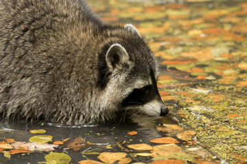 A raccoon plays outside on the water