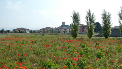 Mohnblumen in der Toscana