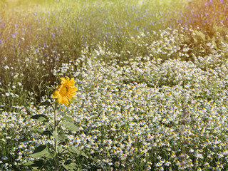  field of chamomile and sunflowers.Wildflowers.