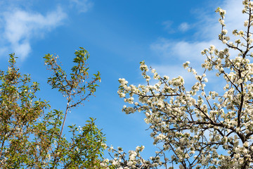 Branches of a blossoming apple tree