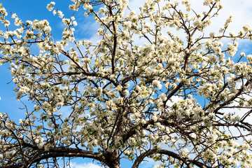 Branches of a blossoming apple tree