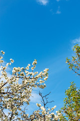 Branches of a blossoming apple tree