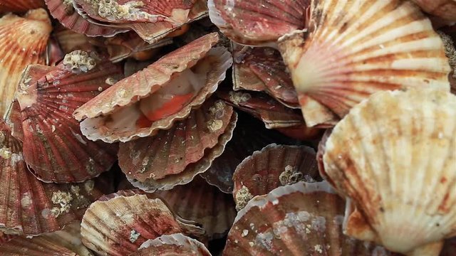 Fresh scallops at the fish market in Normandy, France. Traditional regional seafood Coquilles Saint-Jacques. Seafood, typical food in coastal cities, fishing industry concept
