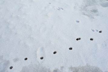 Traces of animals on white snow.