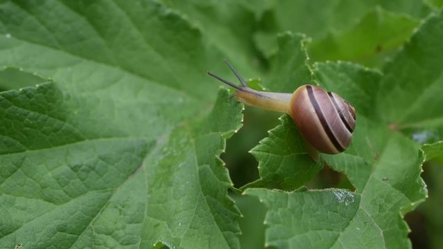 Closeup of snail on a leaf