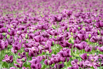 Fototapeta premium Purple poppy blossoms in a field. (Papaver somniferum). Poppies, agricultural crop.