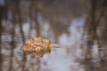 Shell in the water.