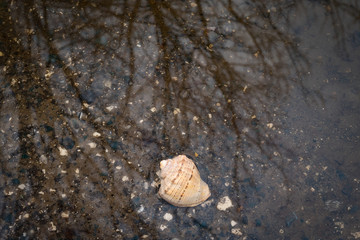 Shell in the water.