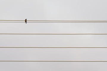 Bird on the wires.